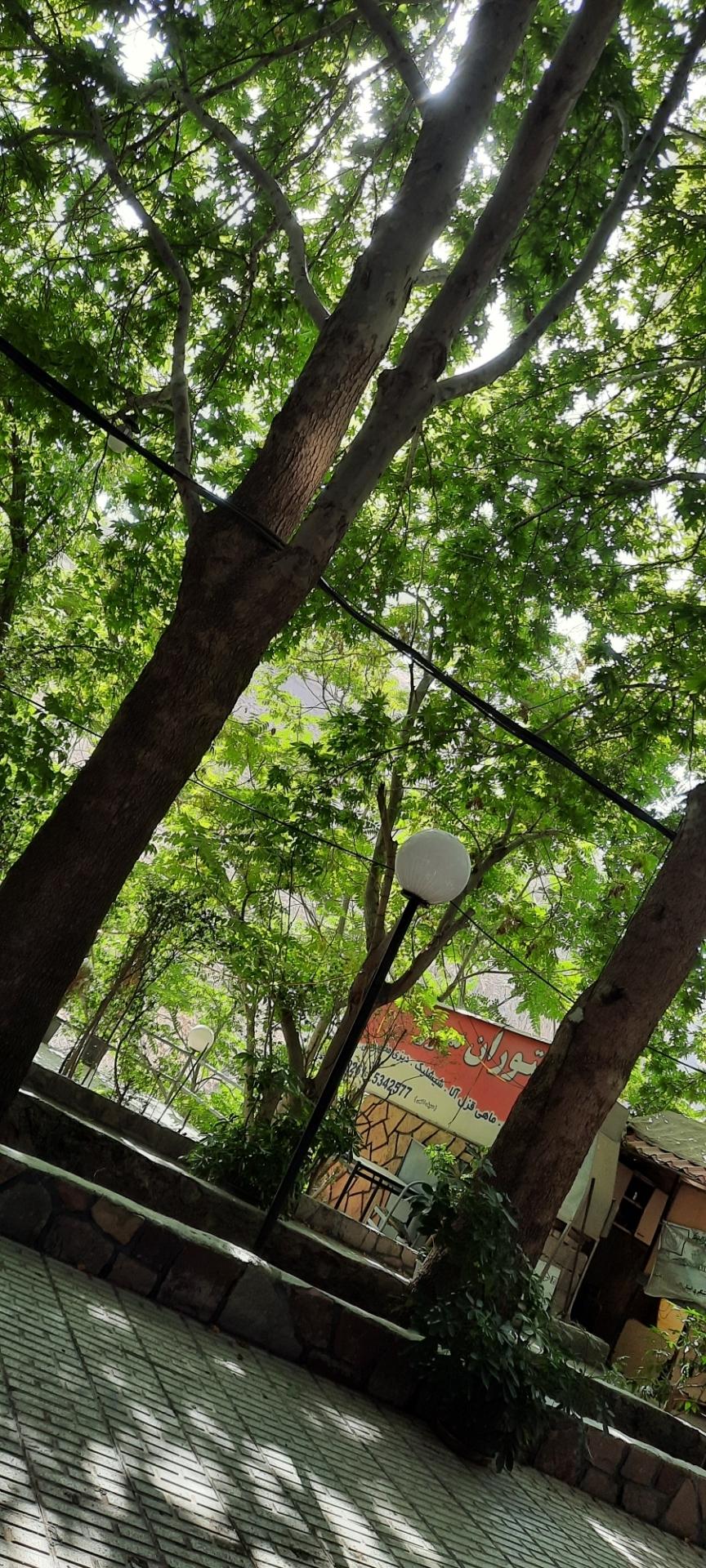 عکس رستوران سرو