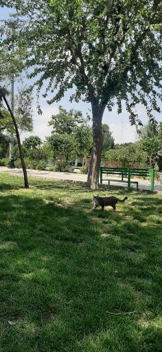 عکس بوستان نرگس