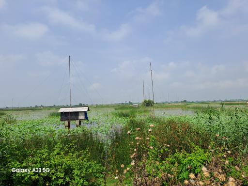 عکس آبندان نیلوفر آبی