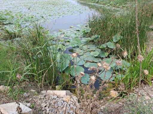 عکس آبندان نیلوفر آبی