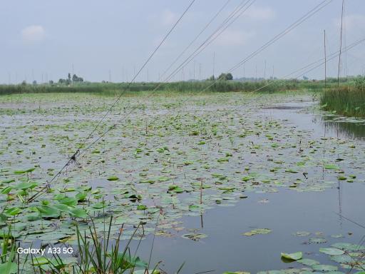 عکس آبندان نیلوفر آبی