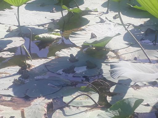 عکس آبندان نیلوفر آبی