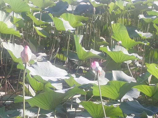 عکس آبندان نیلوفر آبی