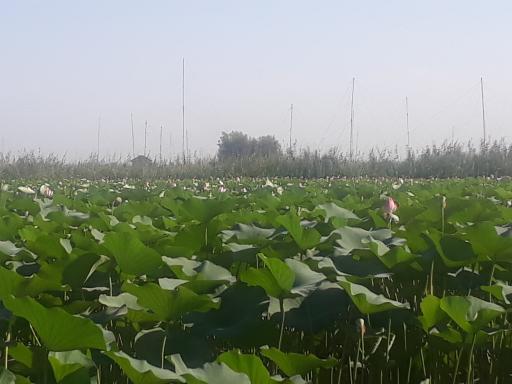 عکس آبندان نیلوفر آبی