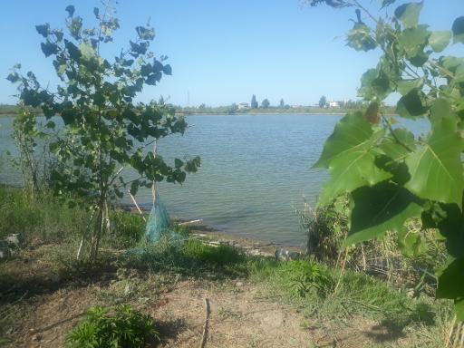 عکس آبندان نیلوفر آبی