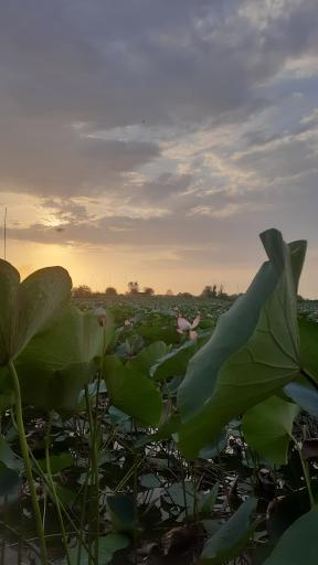 عکس آبندان نیلوفر آبی