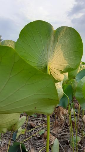 عکس آبندان نیلوفر آبی