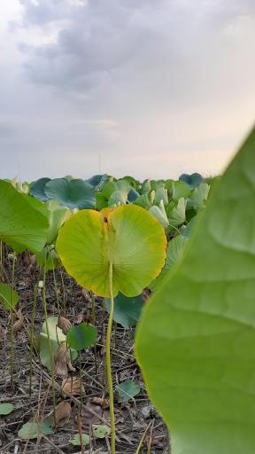 عکس آبندان نیلوفر آبی