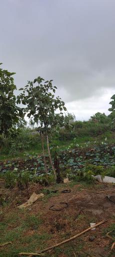 عکس آبندان نیلوفر آبی