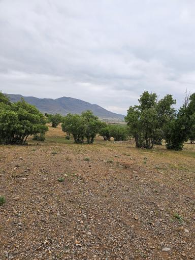 عکس کامفیروز