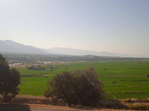 عکس کامفیروز