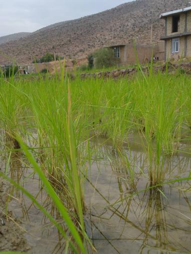 عکس کامفیروز