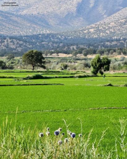 عکس کامفیروز