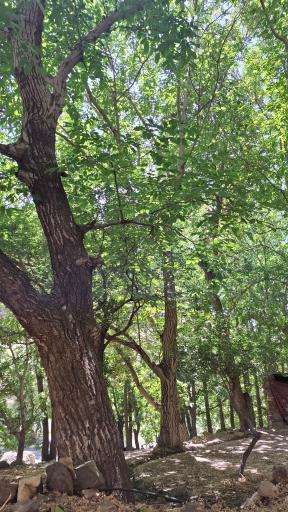 عکس باغچه خلیل دارآباد