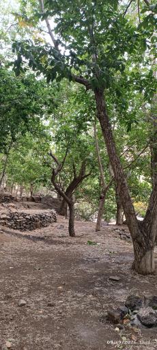 عکس باغچه خلیل دارآباد