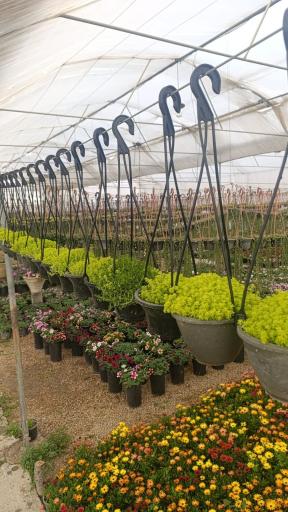 عکس باغ گل احمدرضا یزدی