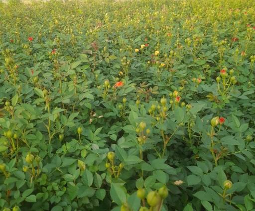 عکس باغ گل احمدرضا یزدی