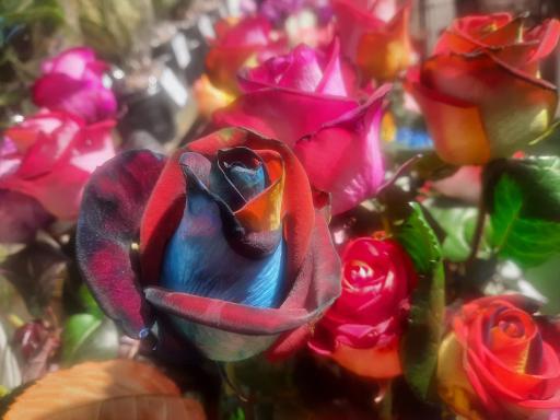 عکس گل فروشی خانه گل