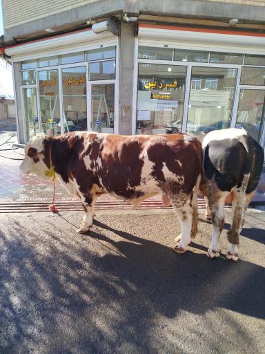 قصابی نصرالهی فردین