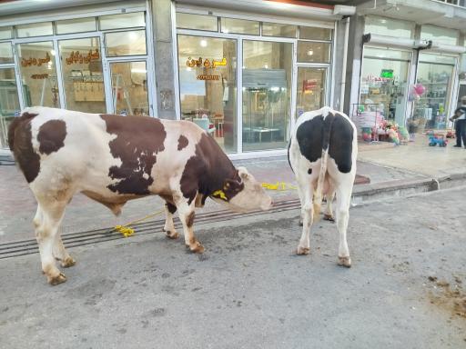 قصابی نصرالهی فردین