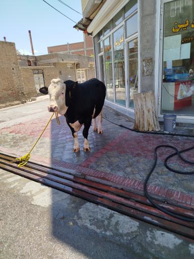 قصابی نصرالهی فردین