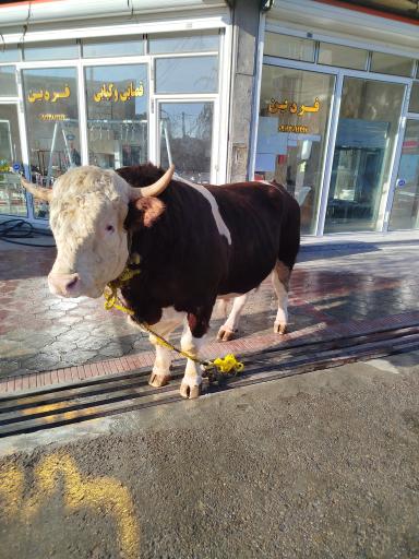 قصابی نصرالهی فردین