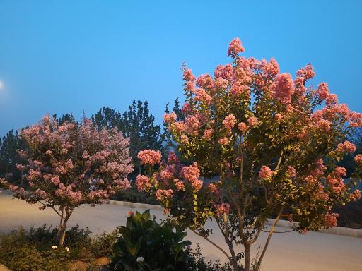 عکس بوستان چمران