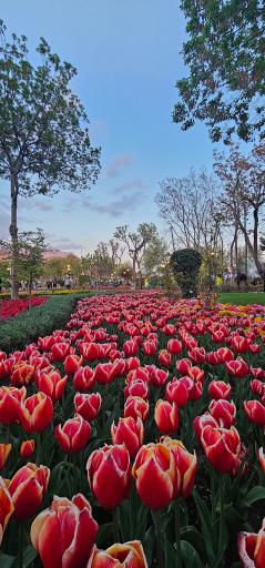 عکس بوستان چمران