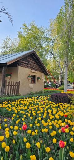 عکس بوستان چمران