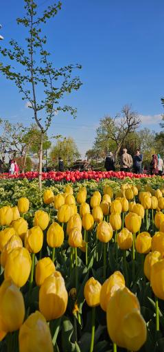 عکس بوستان چمران