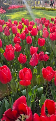 عکس بوستان چمران