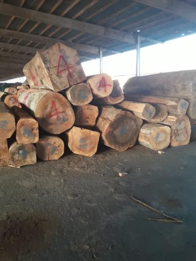 عکس چوب شاهین