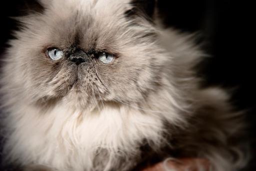 عکس کلینیک حیوانات خانگی مهر