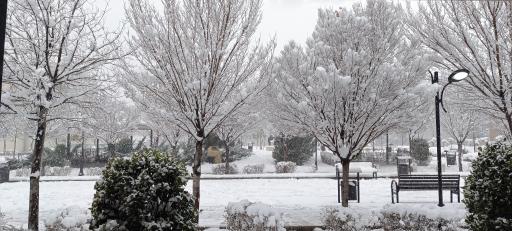 عکس بوستان نرگس