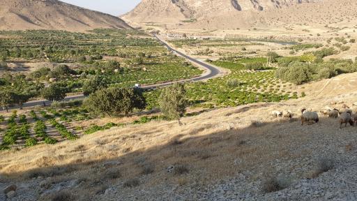 عکس چم بور فرخینوند