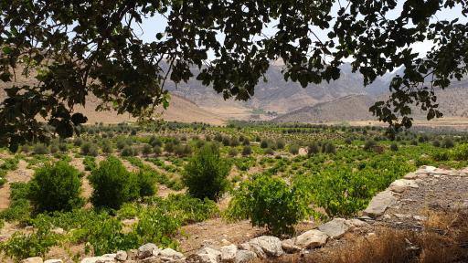 عکس چم بور فرخینوند