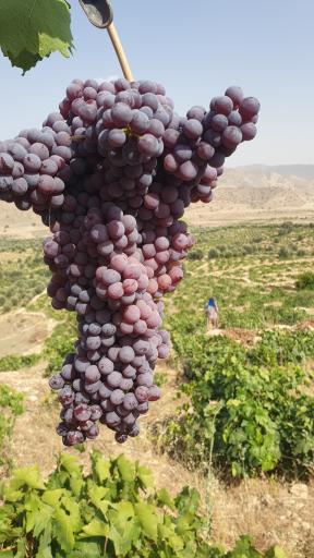 عکس چم بور فرخینوند