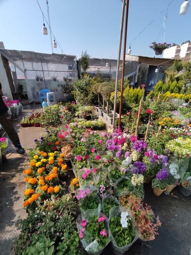 عکس نمایشگاه بهاره