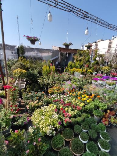 عکس نمایشگاه بهاره