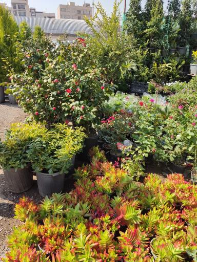 عکس نمایشگاه بهاره