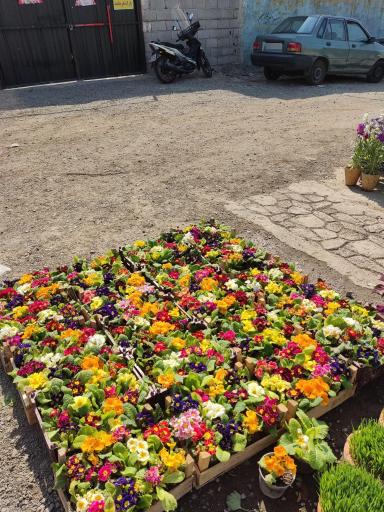 عکس نمایشگاه بهاره