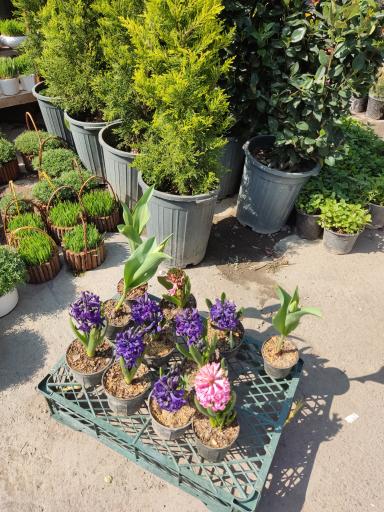 عکس نمایشگاه بهاره