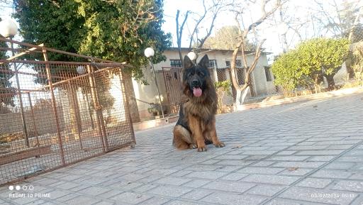 باشگاه پرورش سگ البرز