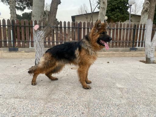 باشگاه پرورش سگ البرز