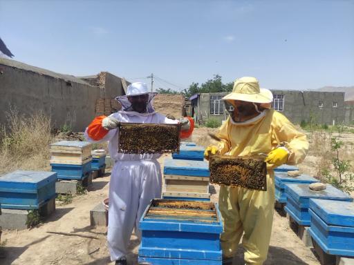 عکس زنبورستان مشهد عسل