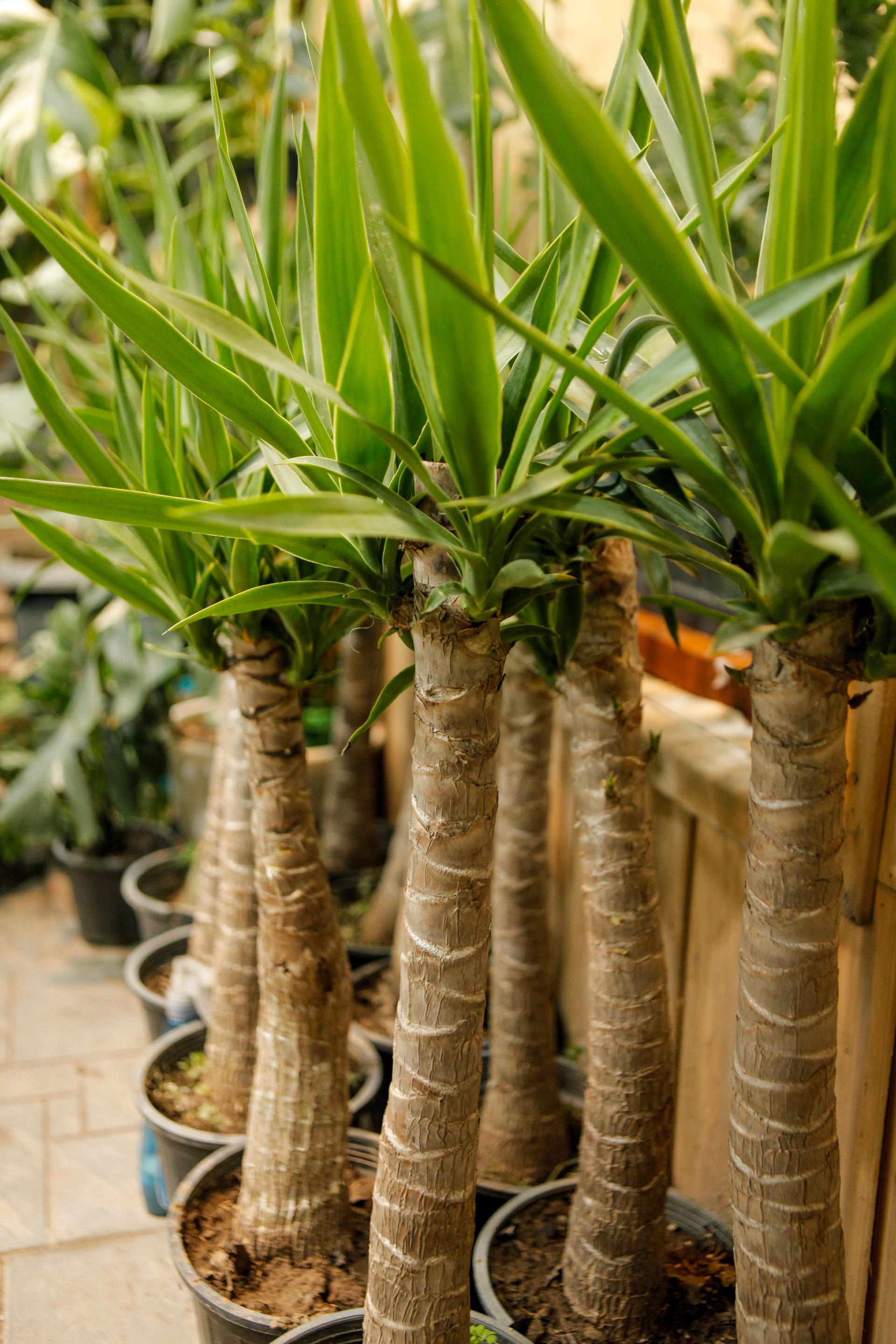 عکس باربد گاردن