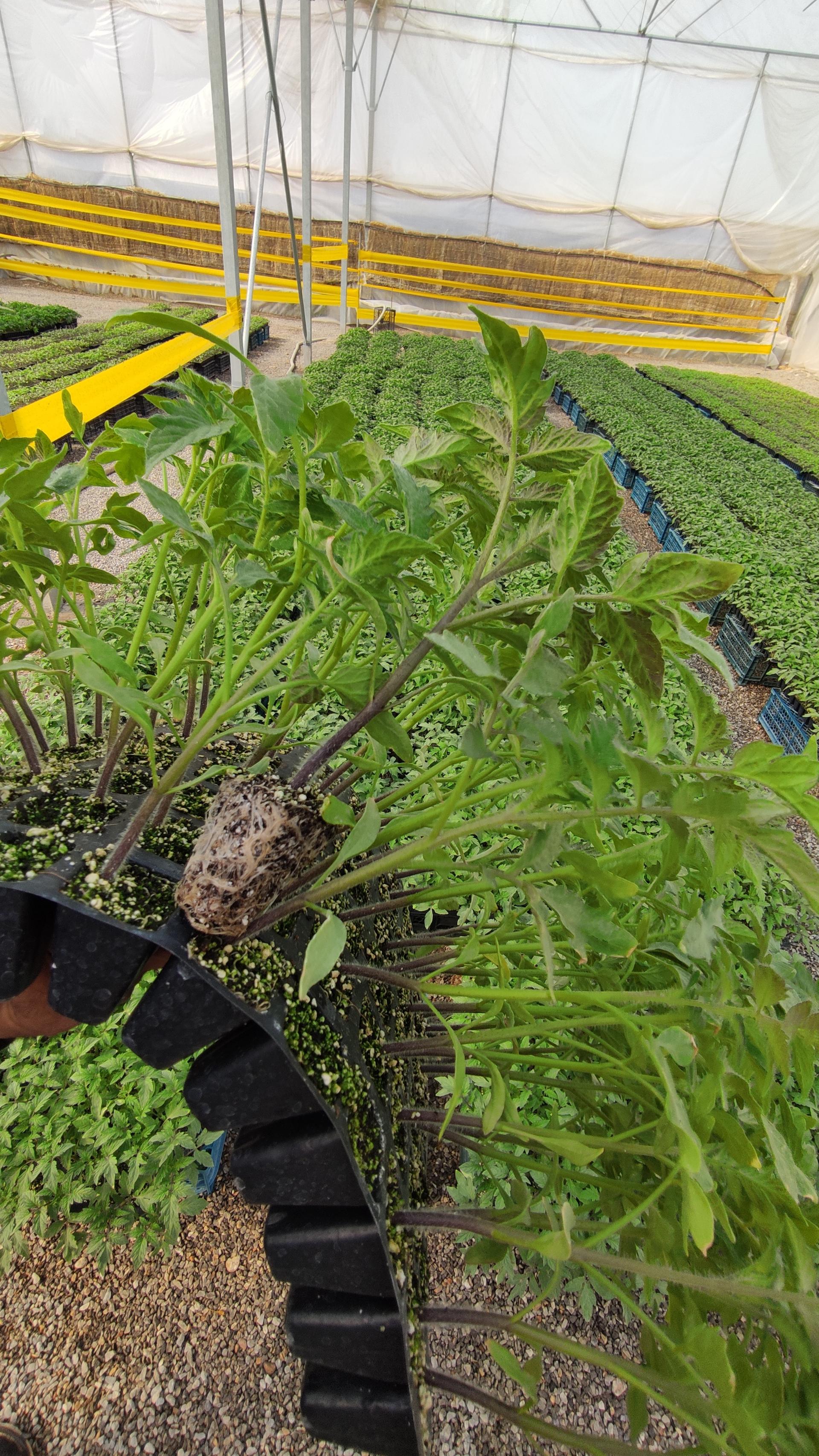 عکس مجموعه گلخانه ترابی