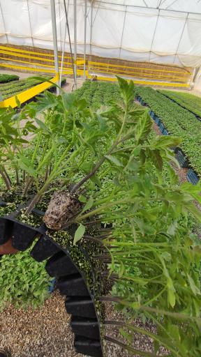 عکس مجموعه گلخانه ترابی