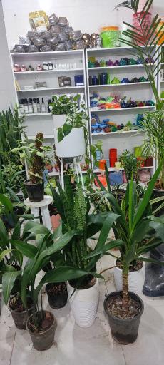 عکس گلفروشی ندا