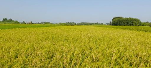 عکس باغستان